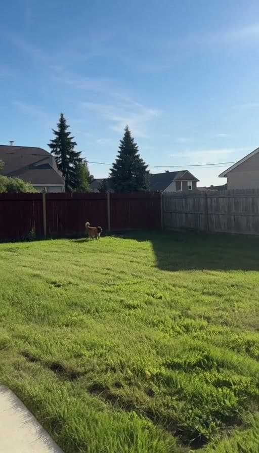Preview of Leash-drop recall practiced across a backyard