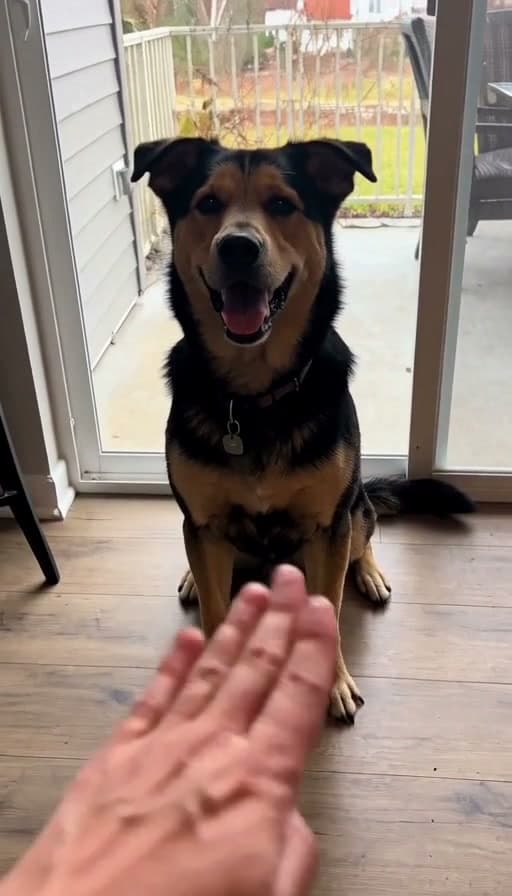 Preview of Sit-stay command given with a hand signal