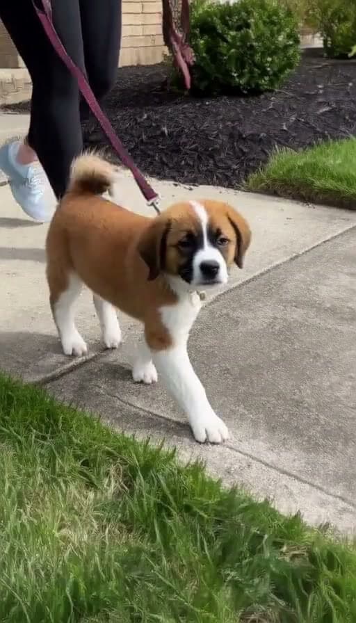 Preview of Puppy leash-walked calmly past a distraction