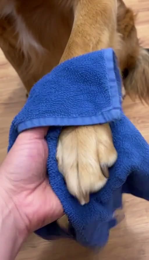 Preview of Dog's paws wiped clean after a walk