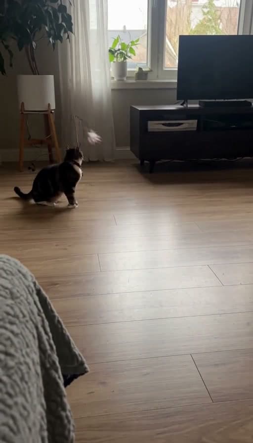 Preview of Cat chasing a wand toy across the floor