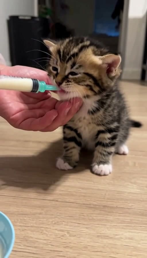 Preview of Foster kitten fed from a small syringe