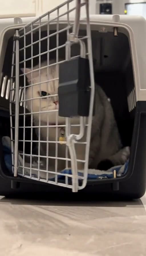 Preview of Nervous cat coaxed out of a carrier slowly