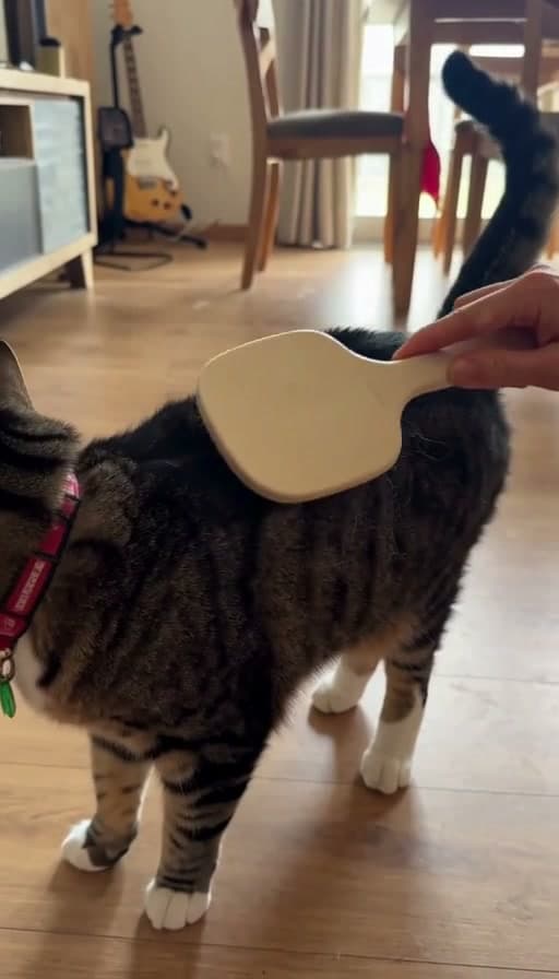 Preview of Cat brushed along the back during shedding season