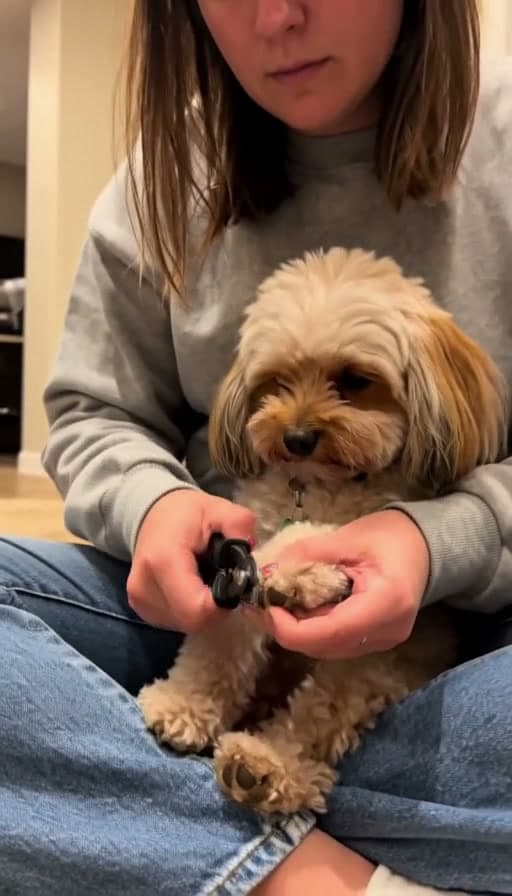 Preview of Dog's nails trimmed carefully with clippers