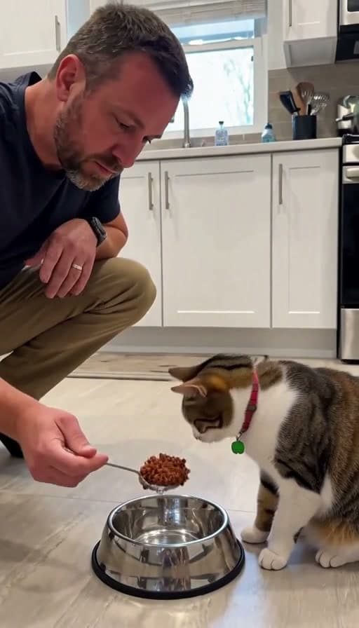 Preview of Cat fed wet food from a bowl